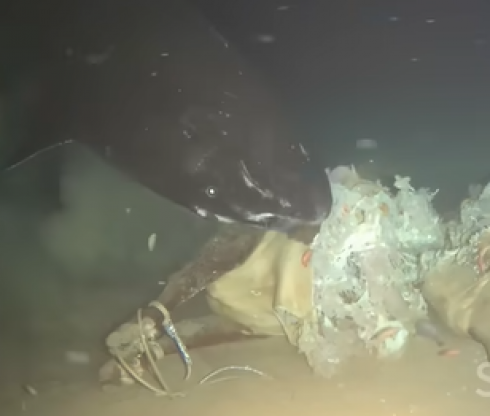 Insolito esperimento: scienziati calano carcassa di una mucca morta sul fondo del Mar Cinese Meridionale a 1.629 metri di profondit&agrave;, a sud-est dell'isola di Hainan il tutto ripreso da telecamere