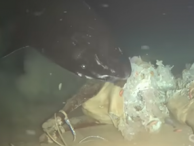 Insolito esperimento: scienziati calano carcassa di una mucca morta sul fondo del Mar Cinese Meridionale a 1.629 metri di profondit&agrave;, a sud-est dell'isola di Hainan il tutto ripreso da telecamere