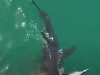 Grandi squali bianchi banchettano con un delfino - VIDEO