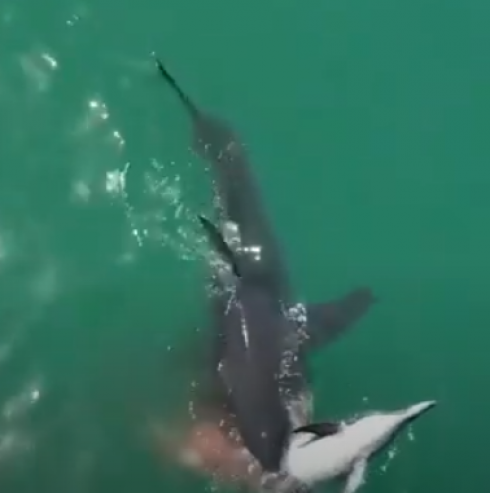 Grandi squali bianchi banchettano con un delfino - VIDEO