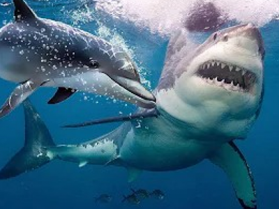 Squali attaccano un delfino all'Island Beach State Park