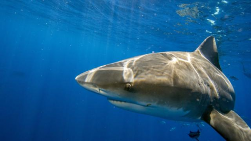 Uomo divorato da uno squalo nel Mar Rosso - video