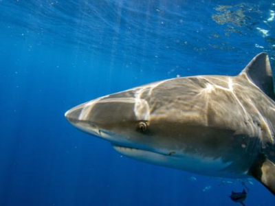 Uomo divorato da uno squalo nel Mar Rosso - video