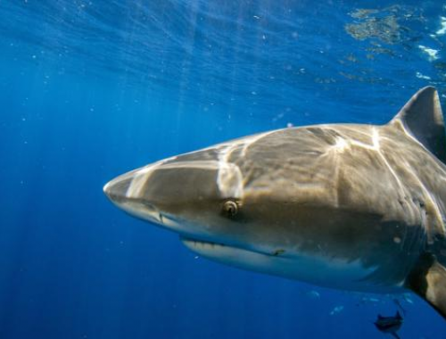 Uomo divorato da uno squalo nel Mar Rosso - video