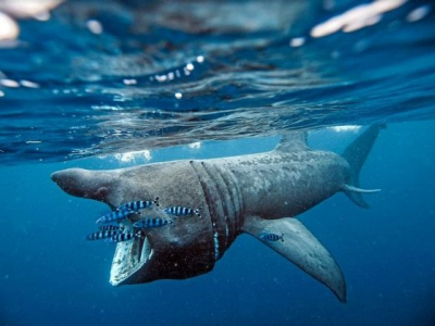 Mare del Salento da tutelare: enorme squalo elefante a solo un miglio dalla costa di Torre Uluzzo, marina di Nardò.