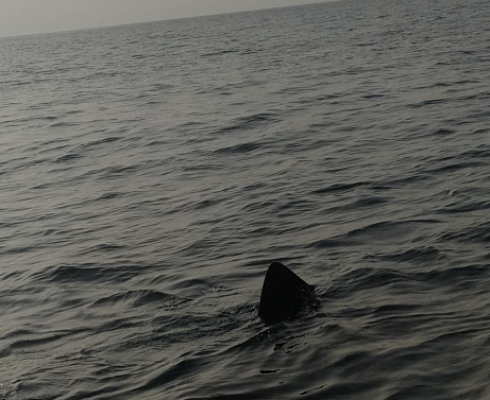 Lo squalo elefante di 9 metri ripreso davanti alle coste del Salento. 