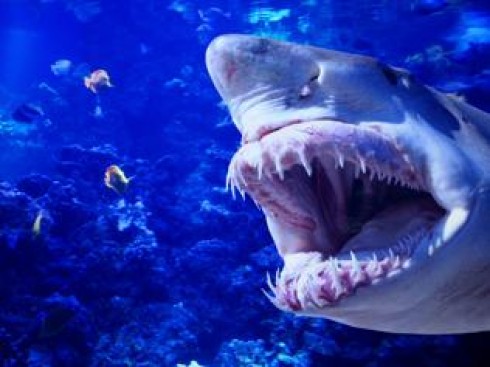 Australia squalo uccide 33enne. Si tratta del secondo attacco mortale in Australia dall'inizio dell'anno e della terza aggressione in queste acque da settembre