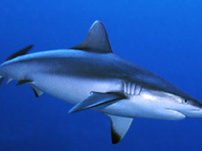 Mare del Salento sempre più sorprendente. All’amo di alcuni diportisti un grosso esemplare di squalo grigio. 