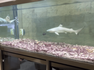 Il nuovo trend del web, squali nell’acquario di casa