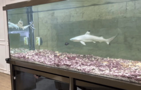 Il nuovo trend del web, squali nell’acquario di casa