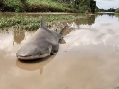 Sharknado in Florida, l'uragano Ian scarica uno squalo in mezzo alla strada - VIDEO