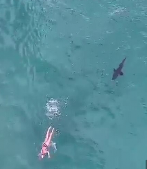 La nuotata da incubo con lo squalo alle spalle che tallona la nuotatrice. 