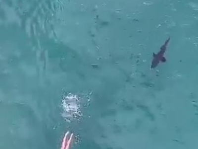 La nuotata da incubo con lo squalo alle spalle che tallona la nuotatrice. 