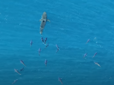 Prede che inseguono il predatore. Nel video un grande squalo bianco inseguito dai tonni. 