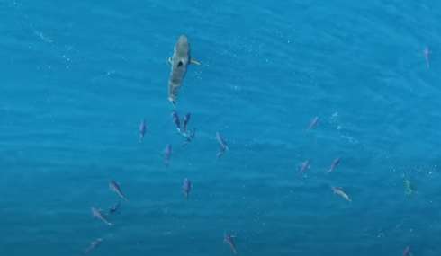 Prede che inseguono il predatore. Nel video un grande squalo bianco inseguito dai tonni.