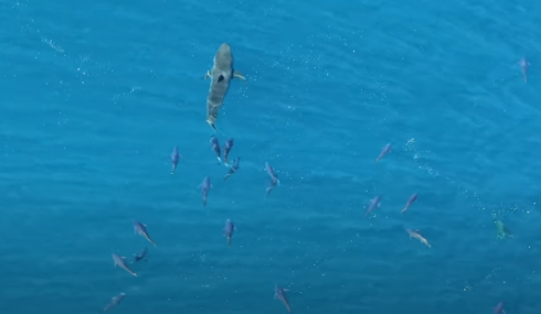 Prede che inseguono il predatore. Nel video un grande squalo bianco inseguito dai tonni. 