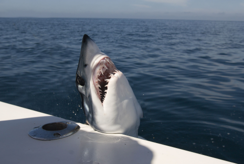 Panico a bordo: uno squalo mako di 150 chili salta sulla prua di una barca e riesce a ricadere in mare