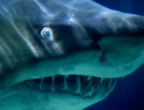 Squalo mako di almeno tre metri filmato nel Mare Ionio di Gallipoli da un pescatore sportivo &ndash; Il video 