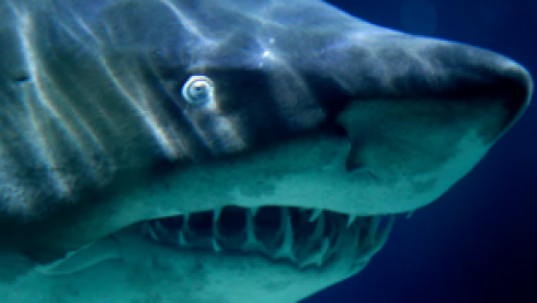 Vanno a pesca di tonni ma pescano uno squalo