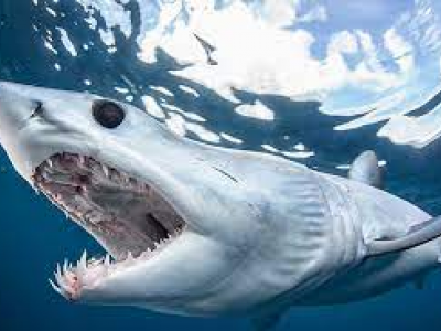 Avvistamento di un enorme squalo mako nel Mediterraneo a Maiorca durante una regata nella baia di Palma