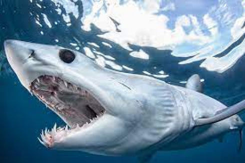 Avvistamento di un enorme squalo mako nel Mediterraneo a Maiorca durante una regata nella baia di Palma