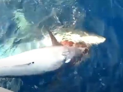 Nel video amatoriale un grande squalo Mako mangia un tonno appena pescato: l'avvistamento dalla barca. 