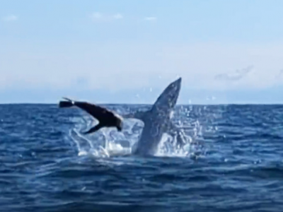 Video Foca vs Squalo: canoista assiste alla battaglia oceanica da cardiopalma al largo East Cape della Nuova Zelanda