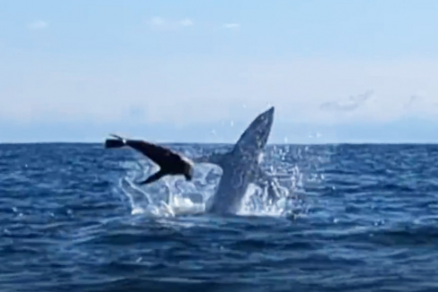 Video Foca vs Squalo: canoista assiste alla battaglia oceanica da cardiopalma al largo East Cape della Nuova Zelanda