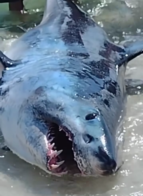 Grande squalo mako salvato dai bagnanti, le incredibili immagini choc riprese in un video