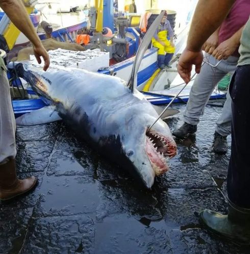 Presenza grande predatore nel Mediterraneo. Catturato grande squalo Mako al largo di Catania - VIDEO