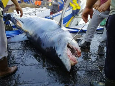 Presenza grande predatore nel Mediterraneo. Catturato grande squalo Mako al largo di Catania - VIDEO