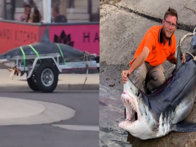 Non si vede tutti i giorni... Un grande squalo è stato avvistato trainato su un rimorchio a Barwon Heads in Australia 