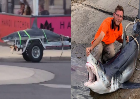 Non si vede tutti i giorni... Un grande squalo è stato avvistato trainato su un rimorchio a Barwon Heads in Australia