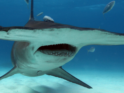 Miami, all'improvviso uno squalo martello nuota a riva tra i bagnanti – Video