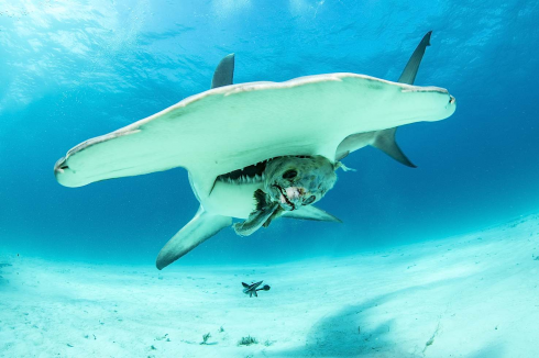 Squalo martello avvistato dalla spiaggia: allerta della Guardia Costiera.