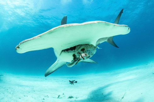 Squalo martello avvistato dalla spiaggia: allerta della Guardia Costiera. 