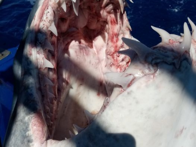 Florida: 13enne attaccata da uno squalo, solo ferite ad un fianco