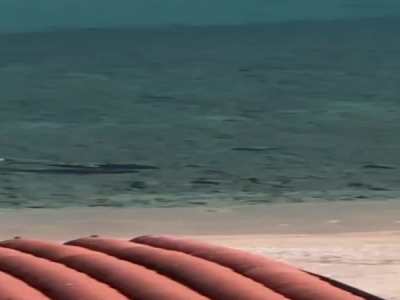 Ambiente. La natura riguadagna i suoi spazi: squalo nuota davanti la spiaggia - VIDEO