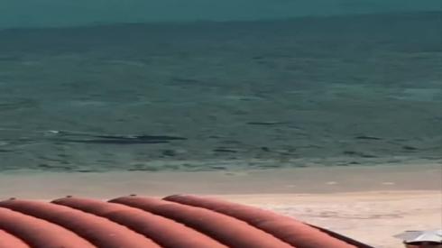 Ambiente. La natura riguadagna i suoi spazi: squalo nuota davanti la spiaggia - VIDEO