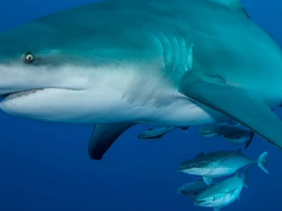 Sub sbranato e ucciso da squali: sospese le attivit&agrave; di nuoto e snorkeling in un popolare resort in Mozambico