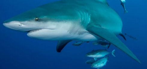 Sub sbranato e ucciso da squali: sospese le attivit&agrave; di nuoto e snorkeling in un popolare resort in Mozambico