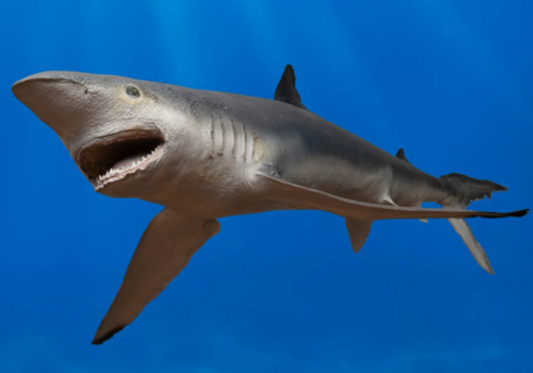 Alle Bahamas squalo 'risulta positivo alla cocaina' per la prima volta in assoluto