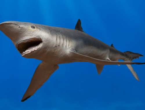 Alle Bahamas squalo 'risulta positivo alla cocaina' per la prima volta in assoluto