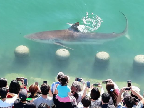 Un grande squalo è intrappolato in un canale artificiale in Corea del Sud da cinque giorni
