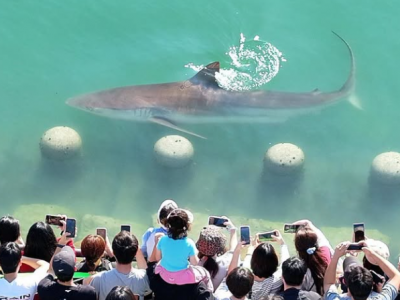Un grande squalo &egrave; intrappolato in un canale artificiale in Corea del Sud da cinque giorni