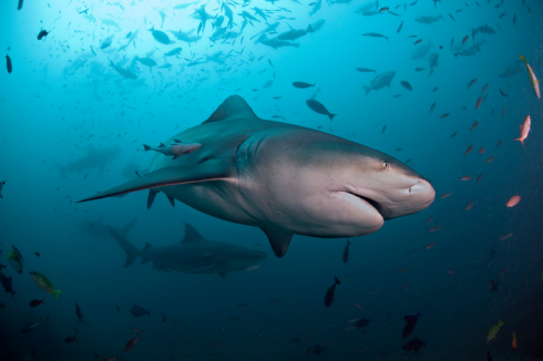 Nuova Caledonia, squalo attacca bimbo 10 anni