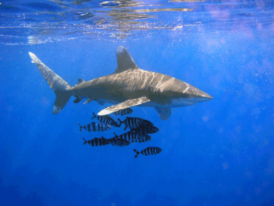 Polinesia, squalo strappa via il seno a una donna e entrambe le mani mentre nuota con i delfini