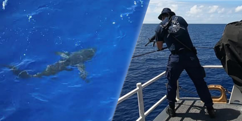 La guardia costiera apre il fuoco sugli squali che si avvicinano ai nuotatori nell'oceano  - VIDEO