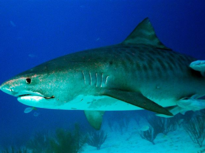 Quattro squali catturati e uccisi dopo gli attacchi