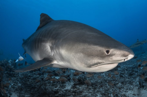 Hawaii, squalo uccide un uomo a 60 metri dalla spiaggia